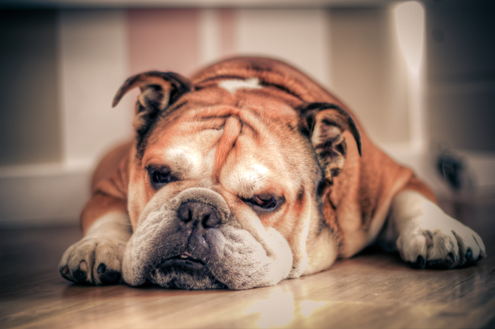 Best lazy best sale apartment dogs