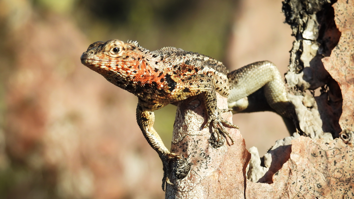 A Comprehensive Guide To The Wildlife Paradise Of The Galapagos Islands ...