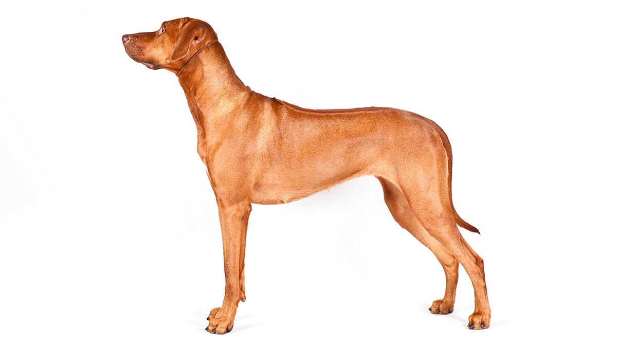 what dog breeds are best for running