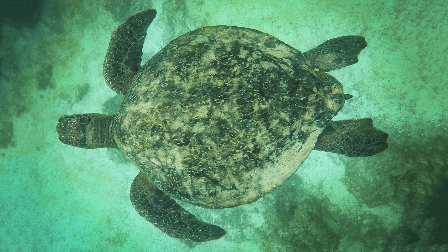 A Comprehensive Guide To The Wildlife Paradise Of The Galapagos Islands ...