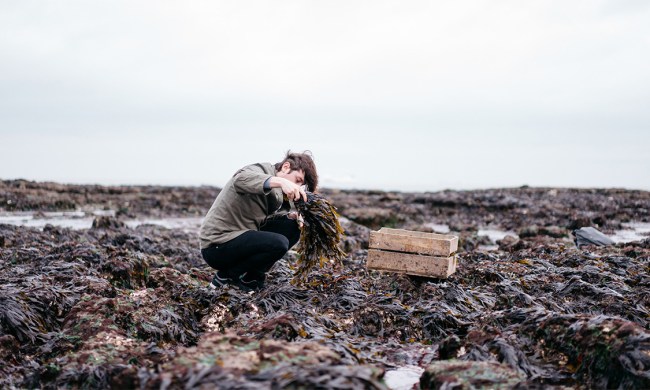 Haeckels Secret Ingredient Seaweed