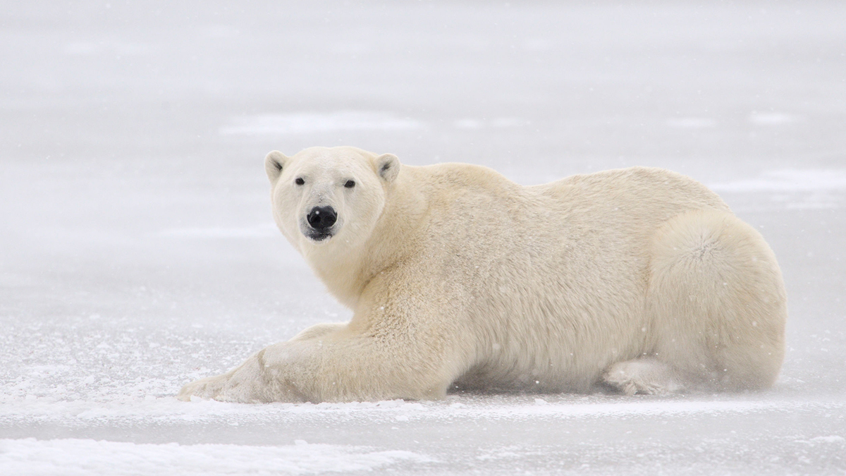 How to Survive a Black Bear Attack