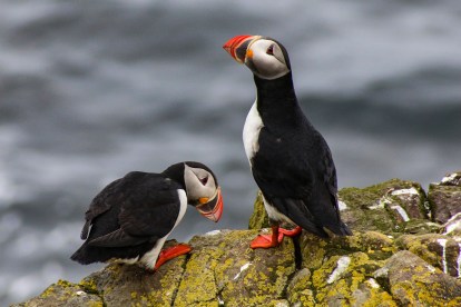 You Can Adopt a Puffin this Summer with Reyka Vodka (Seriously) - The ...