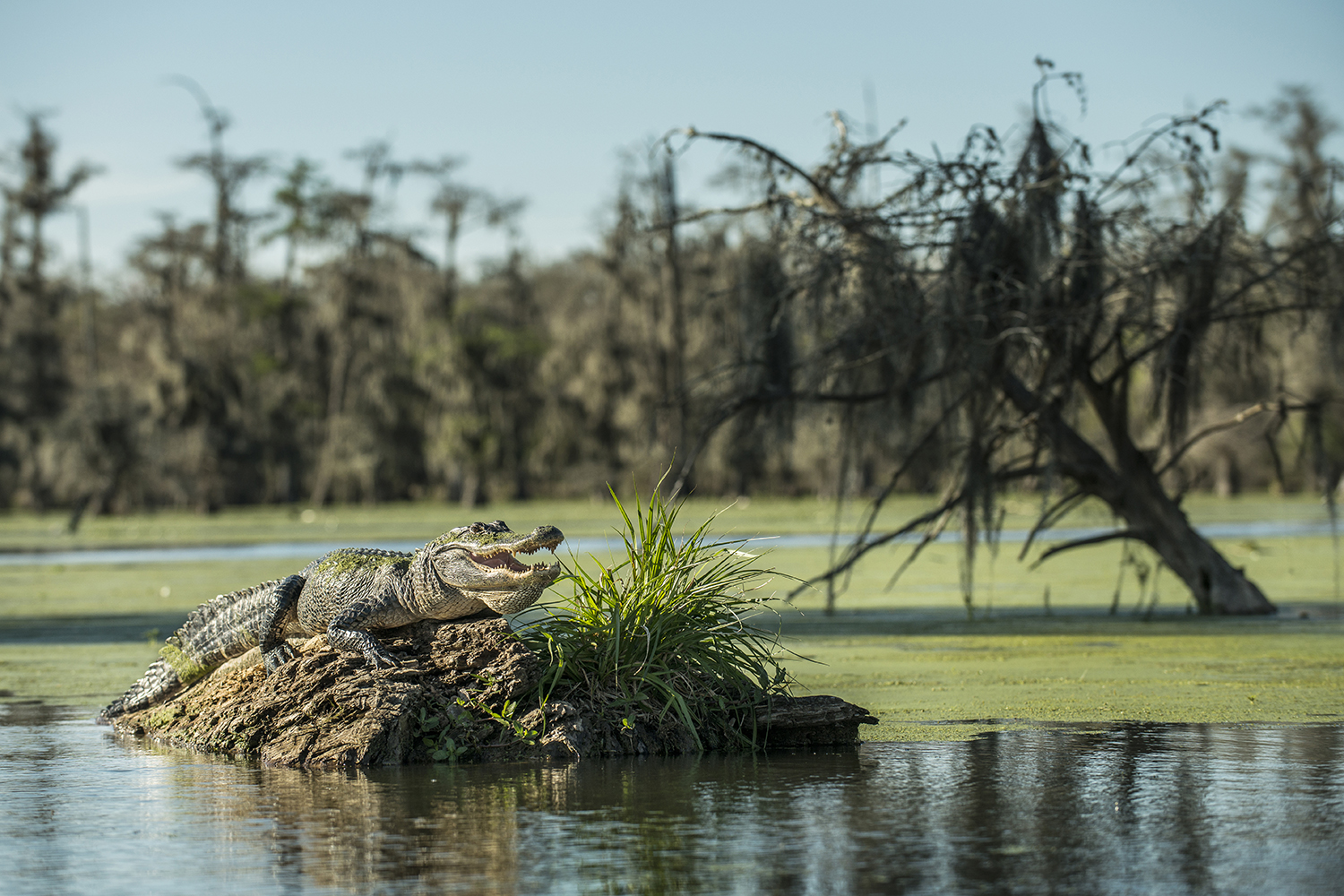 How to Escape an Alligator Attack The Manual