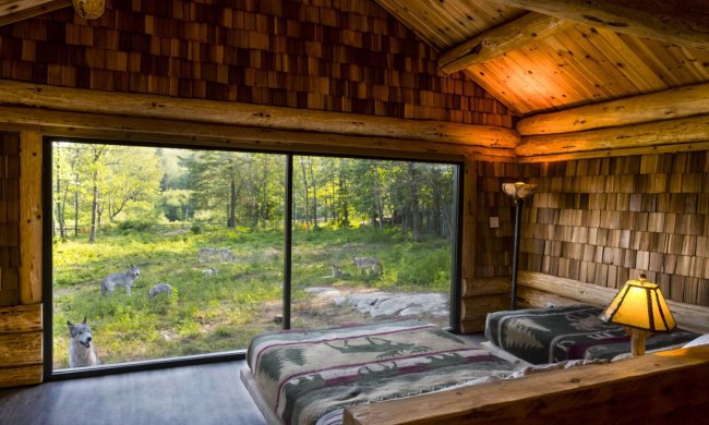 Wolves looking through the bedroom window at Canada's Parc Omega Wolf Cabin