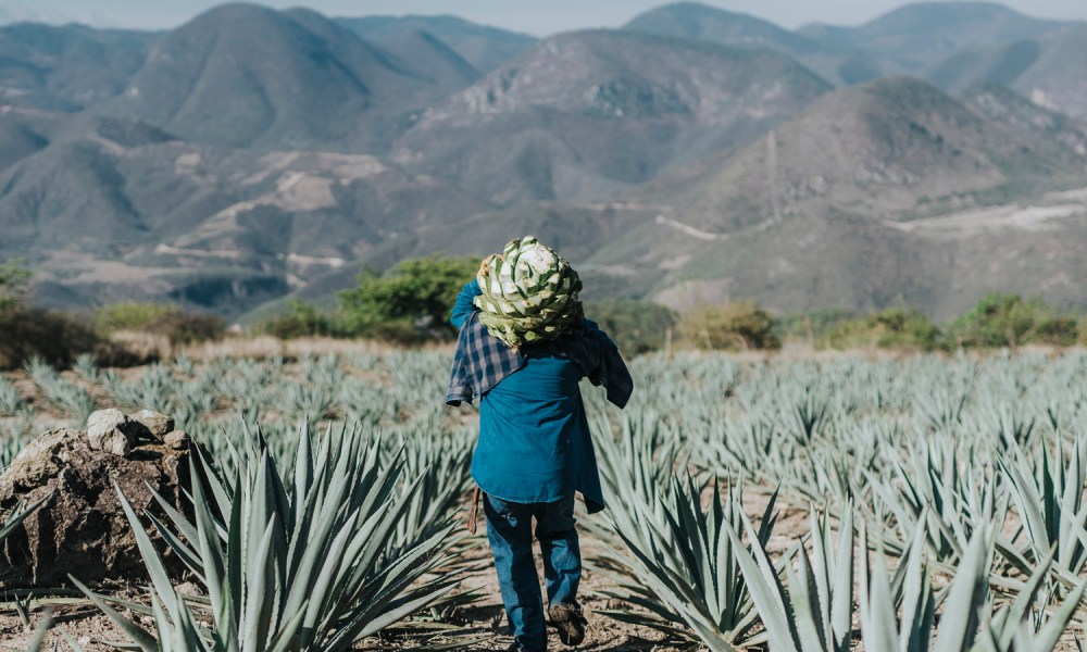 A laborer carries a harvested agave piña through an agave field.