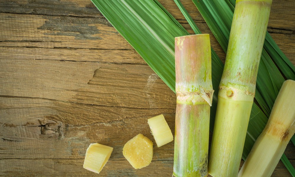 Sugar cane