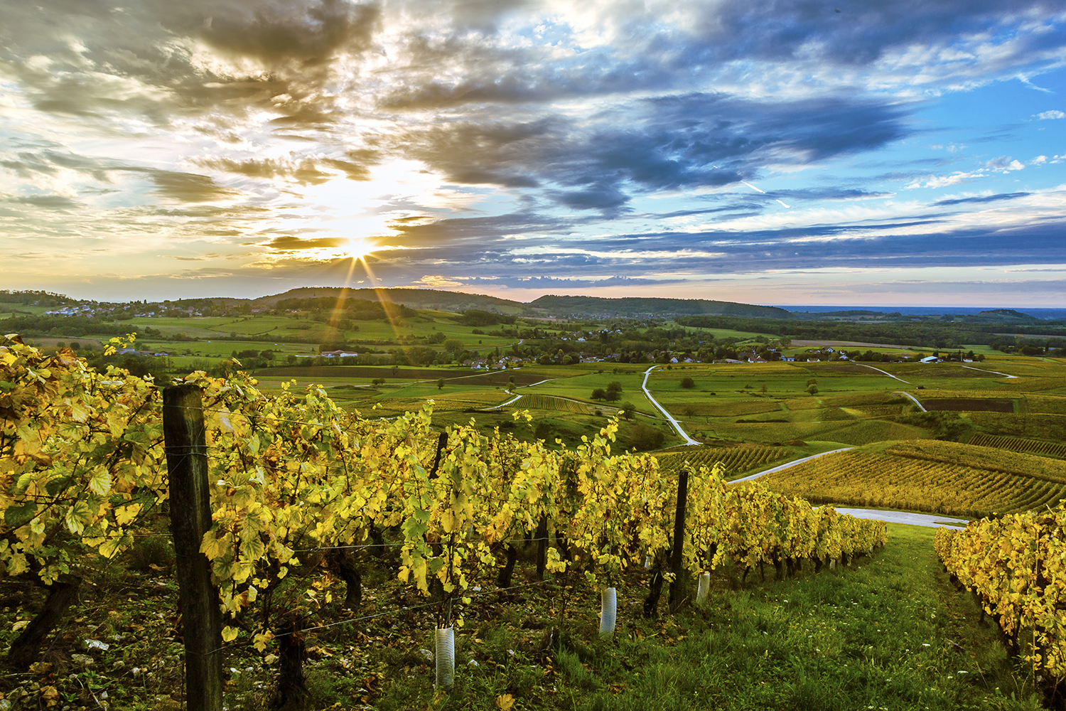 Understanding Jura, the French Wine Region You've (Probably) Never 