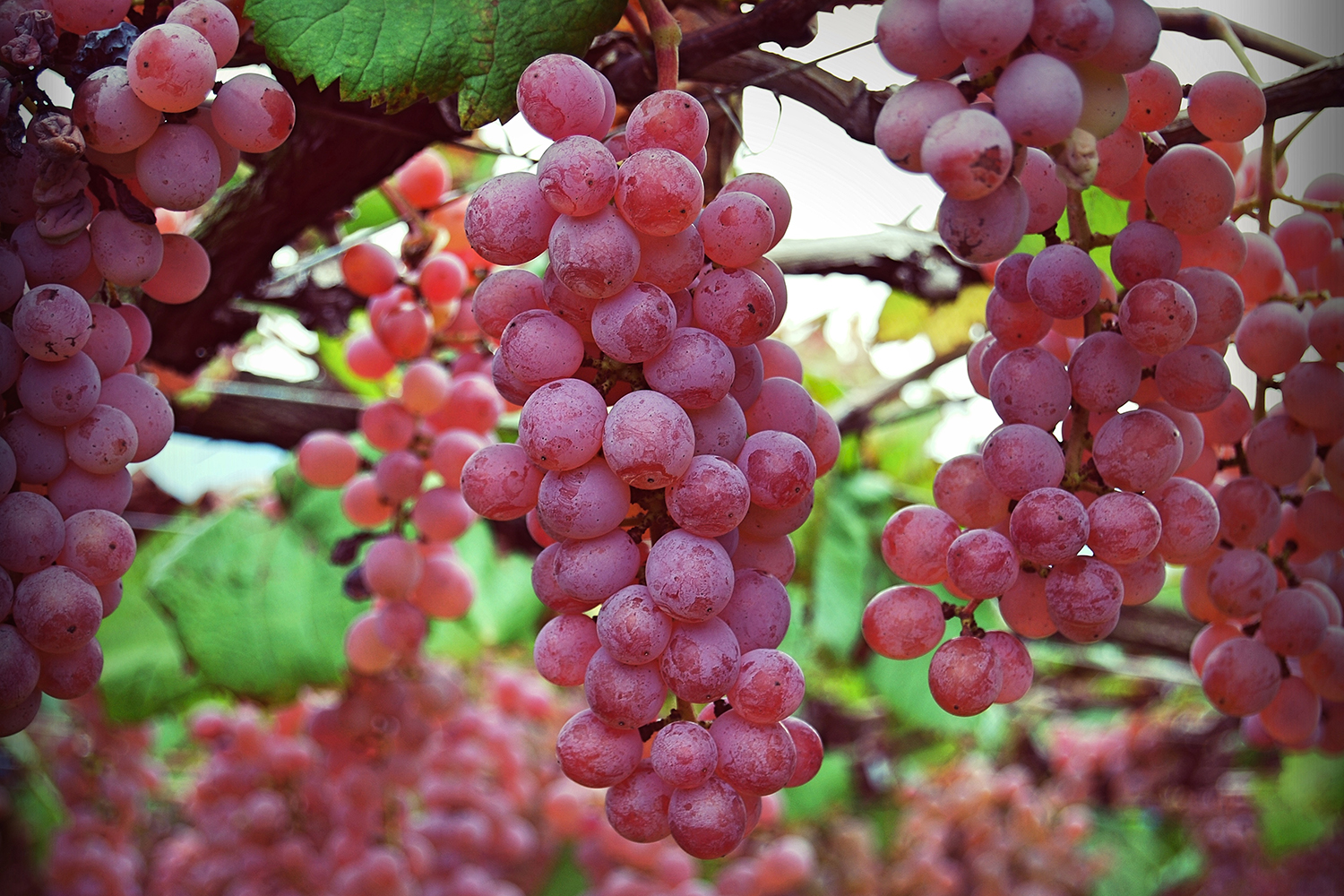 Red grapes on a vine.