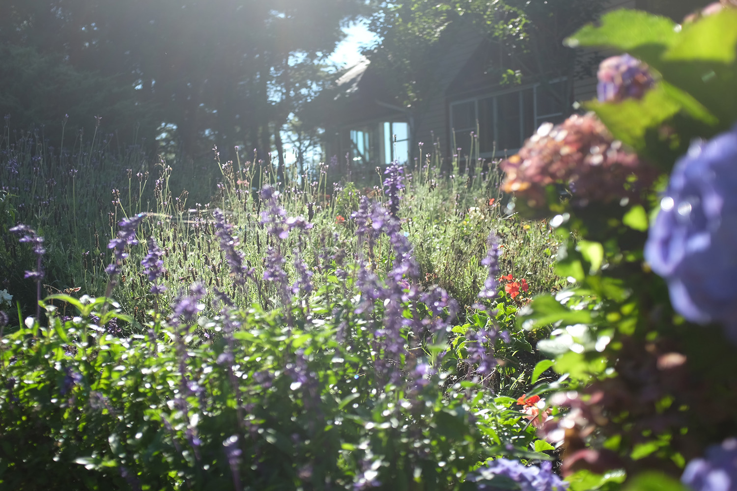 Backyard wildlife sanctuary flowers