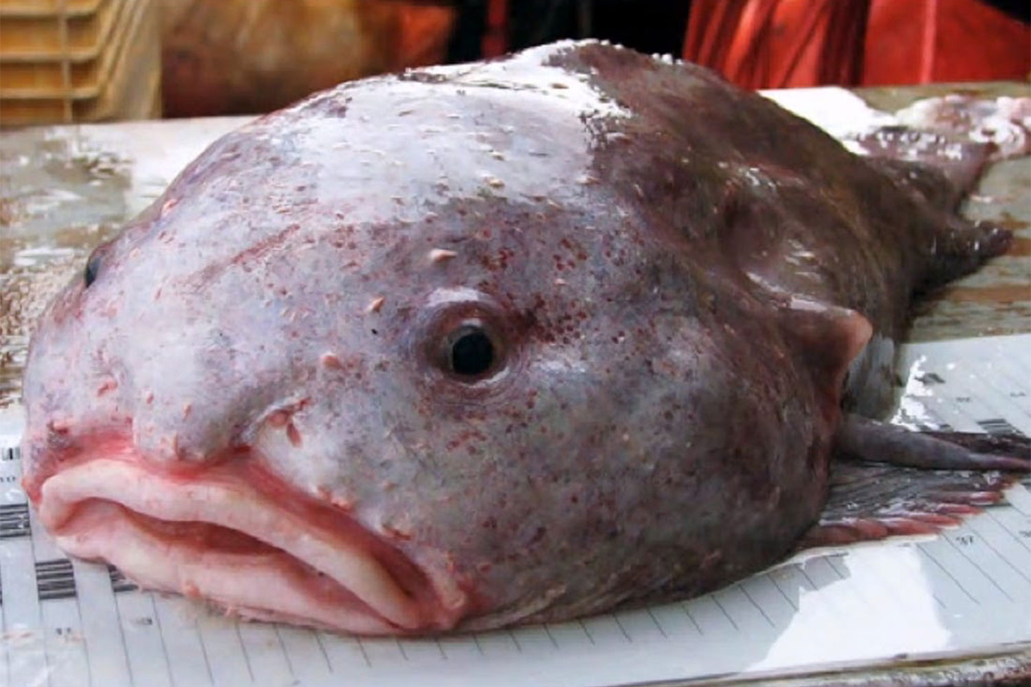 The Blobfish Diving into the Deep Ocean's Weirdest, Ugliest, and Most , Blob  Fish