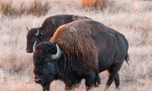 Two bison in a field