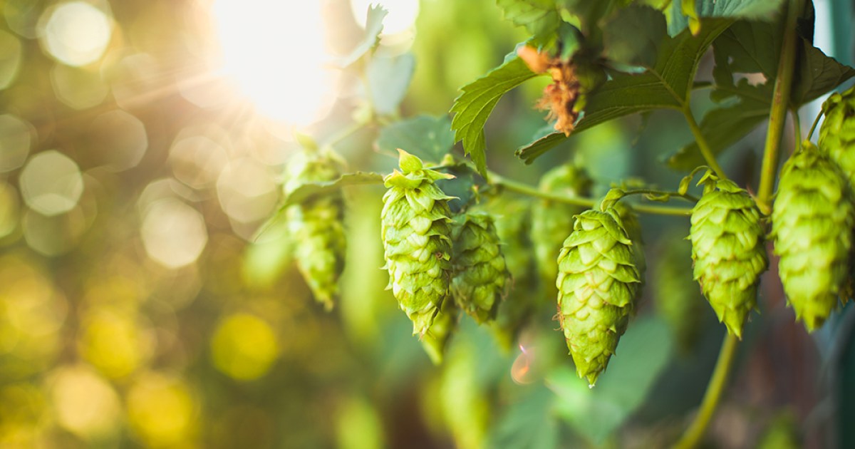 Barley not enough for Hops, Sports