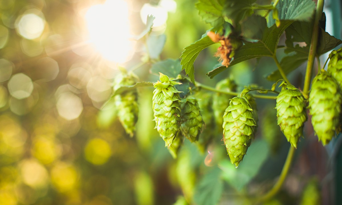 Hops gardening