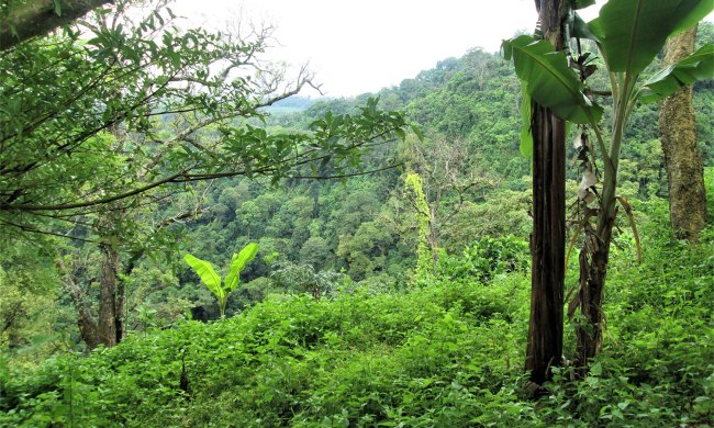 The dense jungle of the Darién Gap