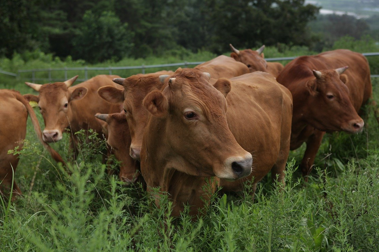 Hanwoo cattle