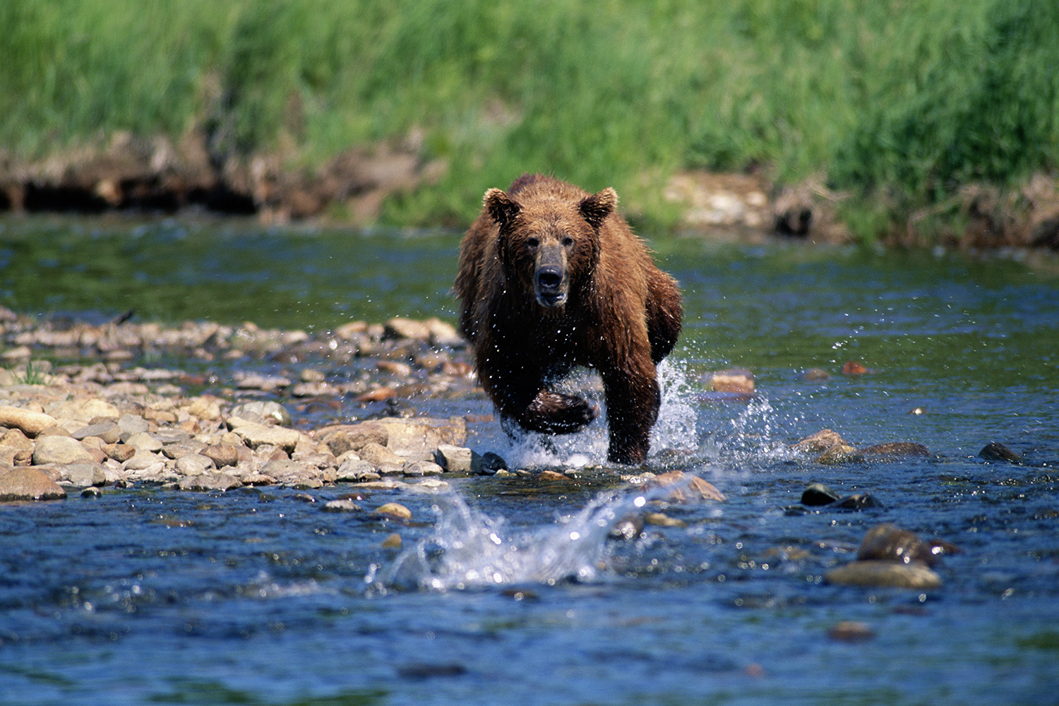 Man Survives Bear Attack — the Second in Colorado Town in 2 Months