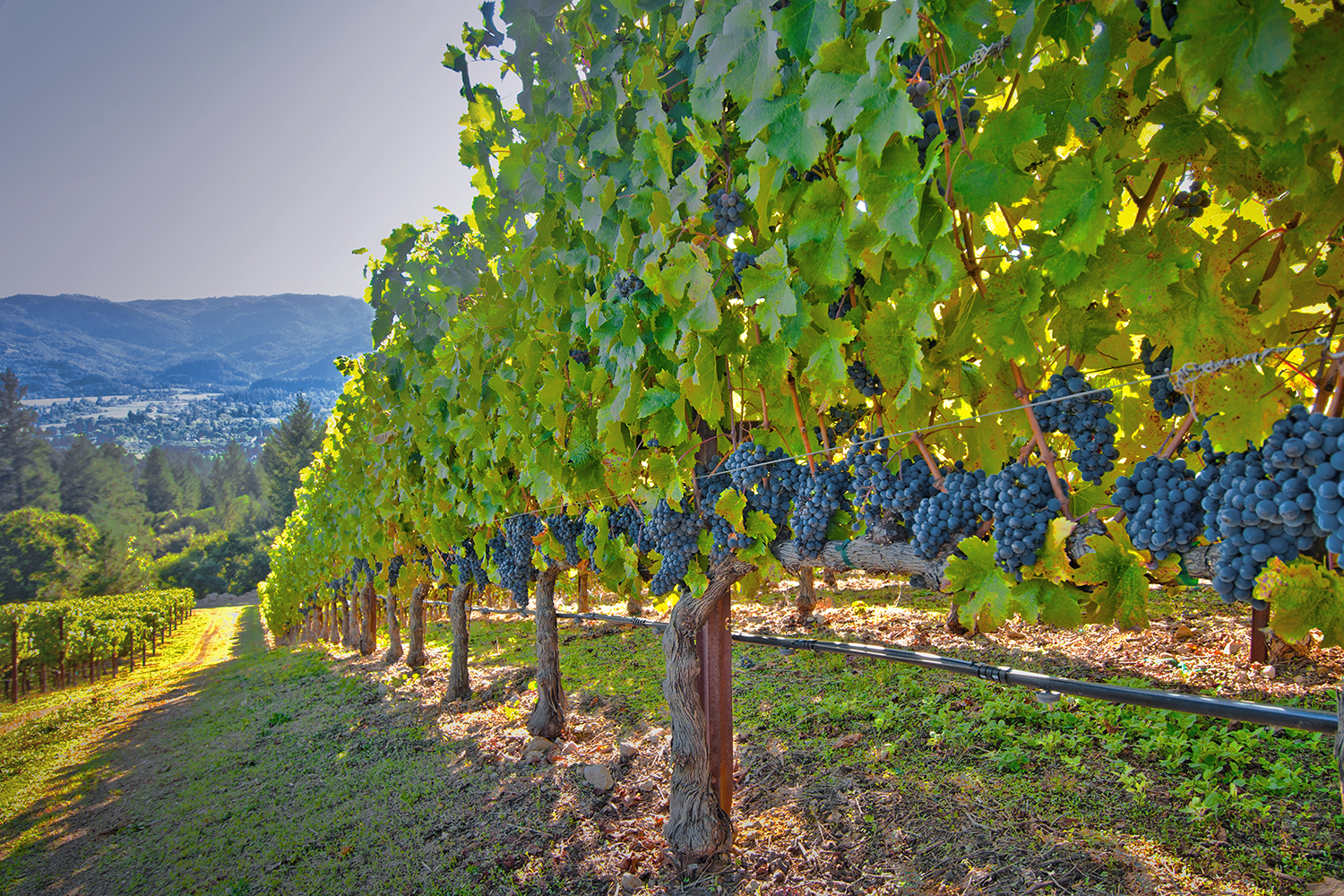 A vineyard row in the Napa Valley.