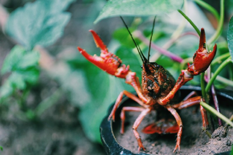 A crawdad on land.