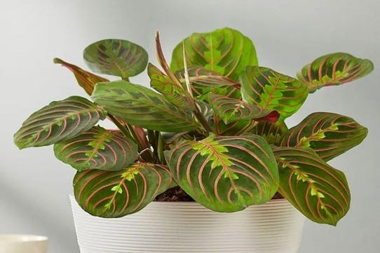 The 8 Best Indoor Plants To Buy in 2022 - The Manual