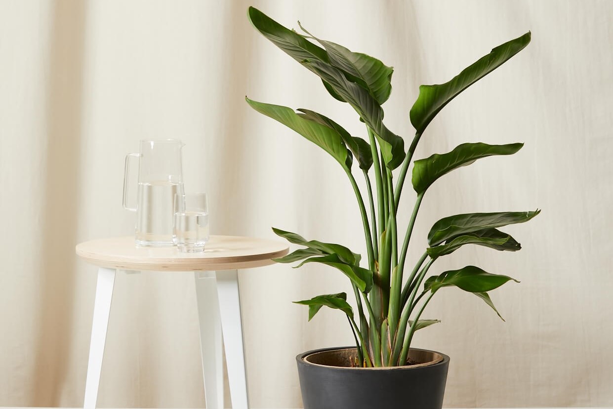 Bloomscape Launches New Carnivorous Plant Collection