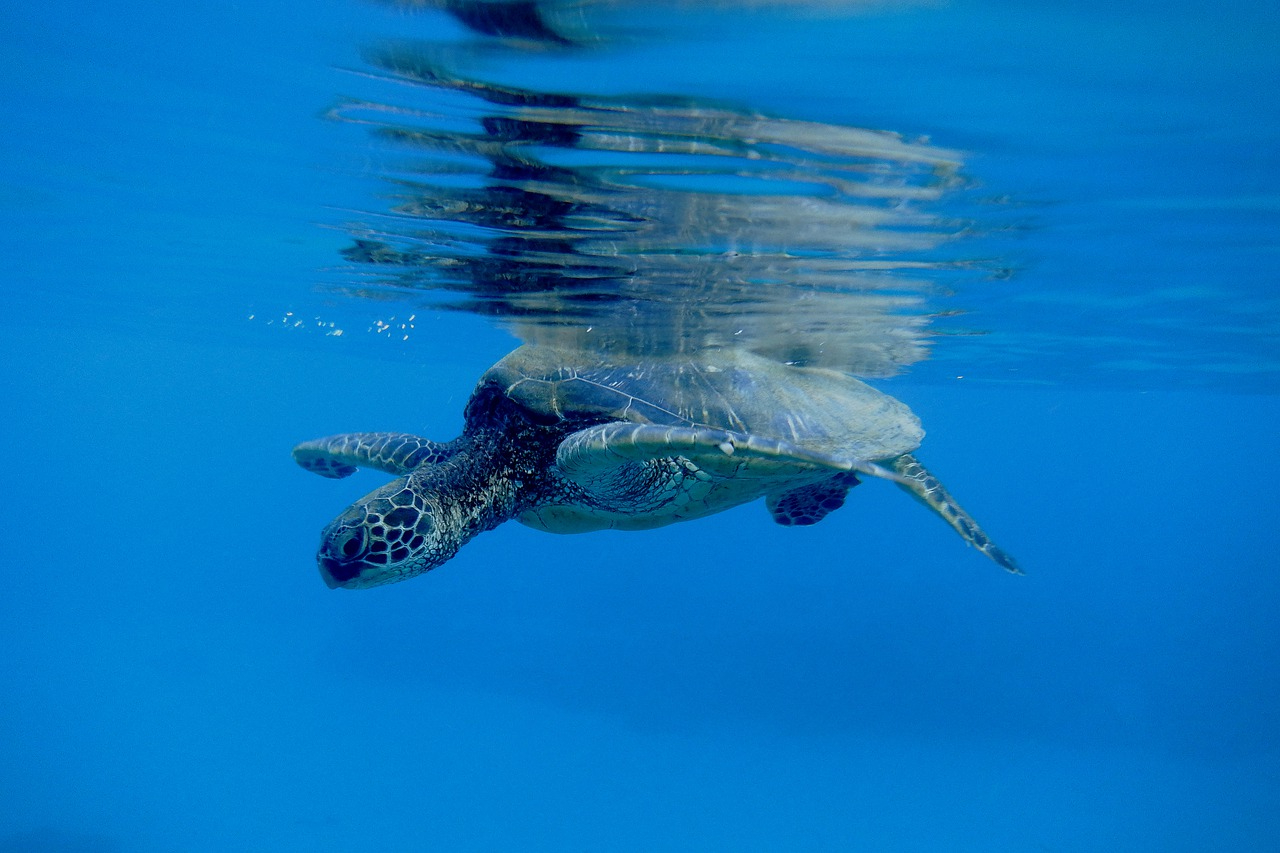 A sea turtle swimming at the surface in Papalaua, Hawaii.