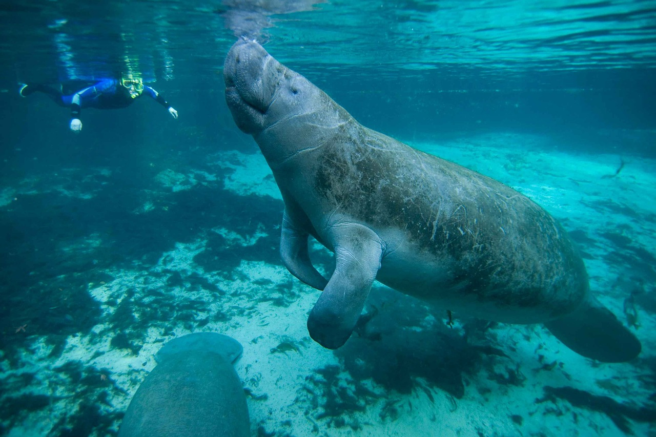 Person snorkeling with manatees in Florida's Crystal River Preserve State Park.