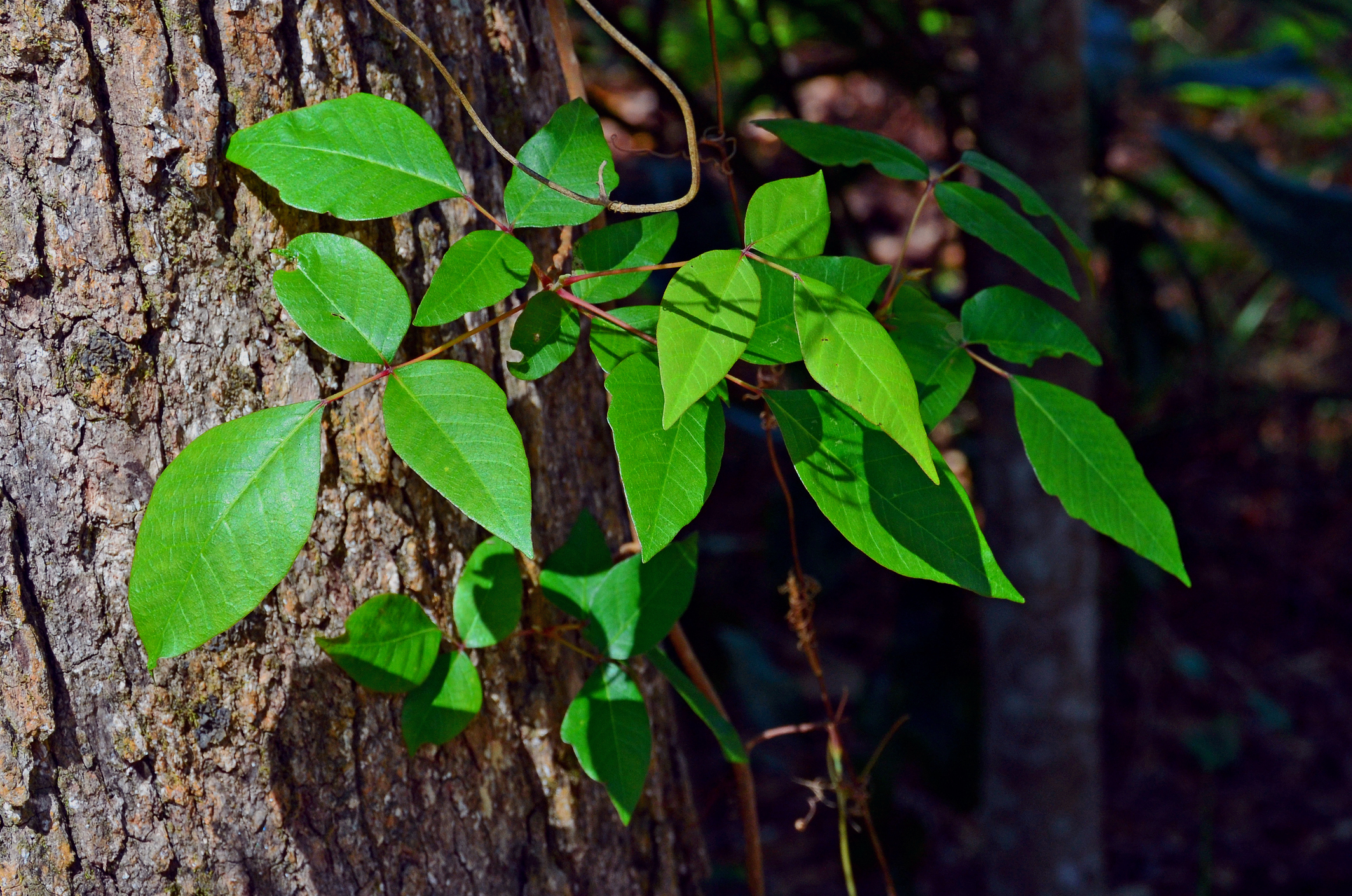 How To Identify Poison Ivy Once and for All - The Manual