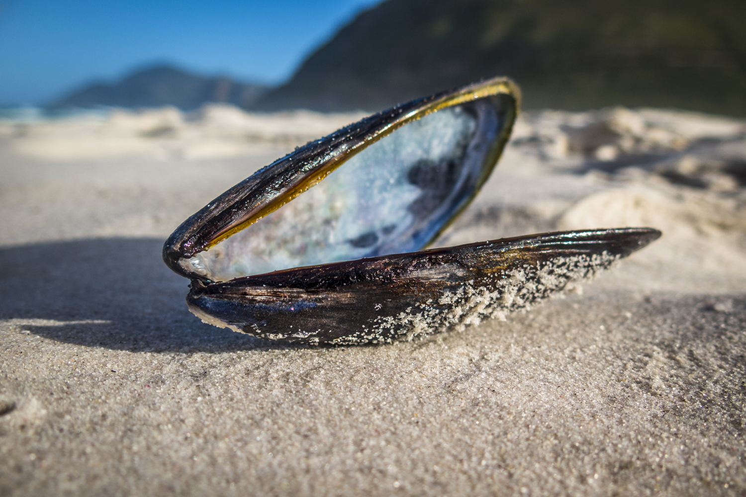 Tasty Mussels  Kitchen Boss 