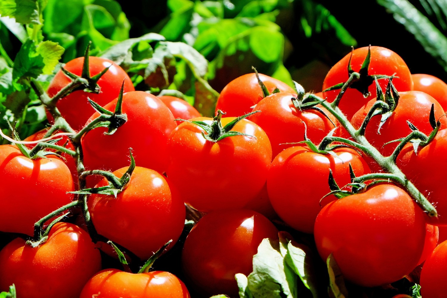 Red tomatoes on the vine