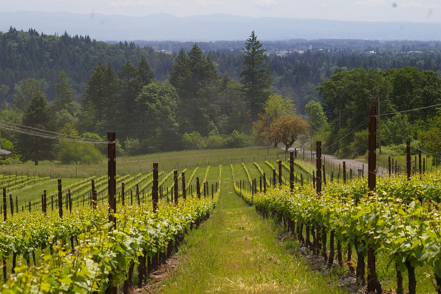 McKinlay Vineyards in the Willamette Valley.