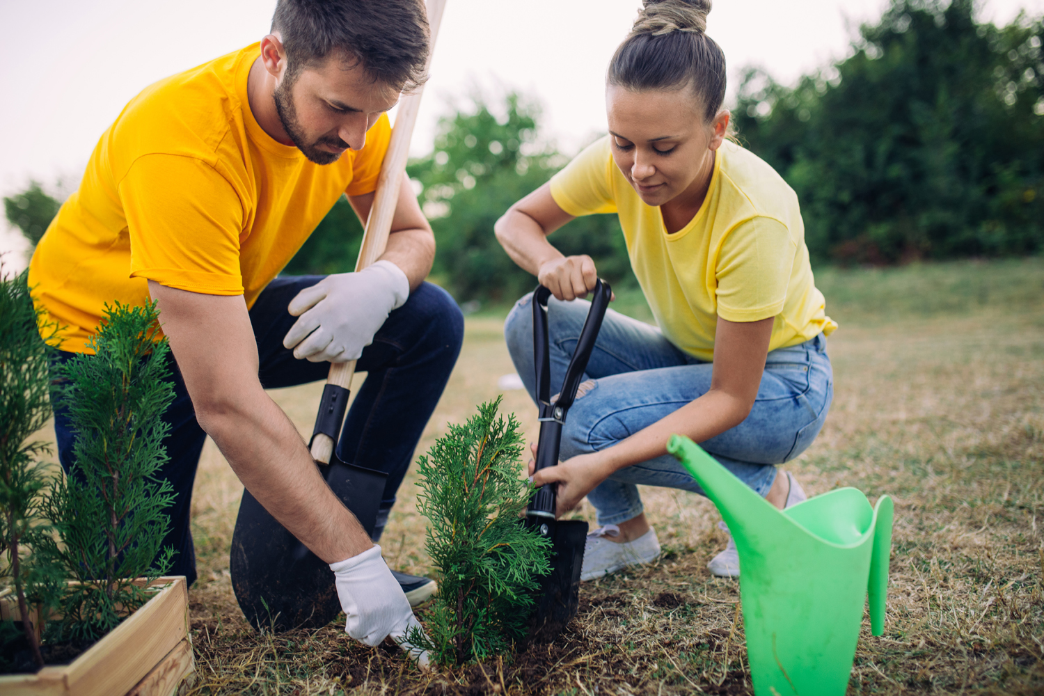 A couple volunteering to plant seedlings.