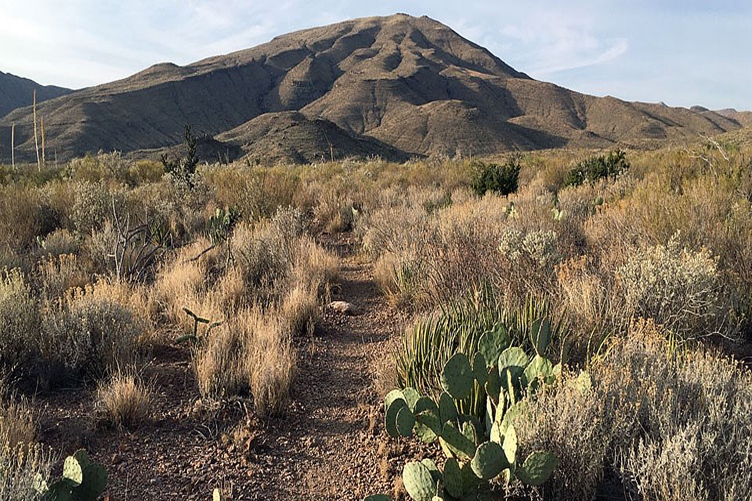 Cacti at Outer Mountain Loop.