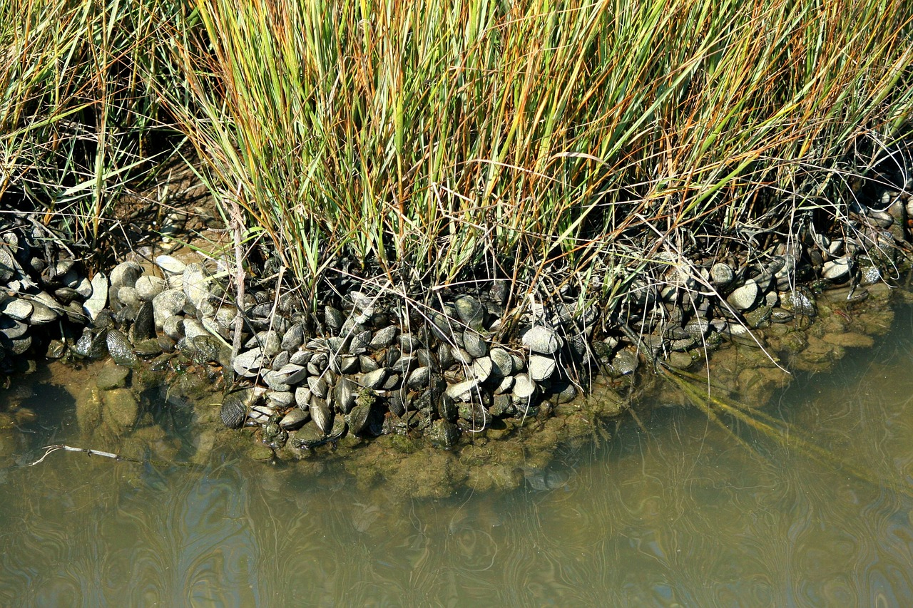 oyster bed in a bay