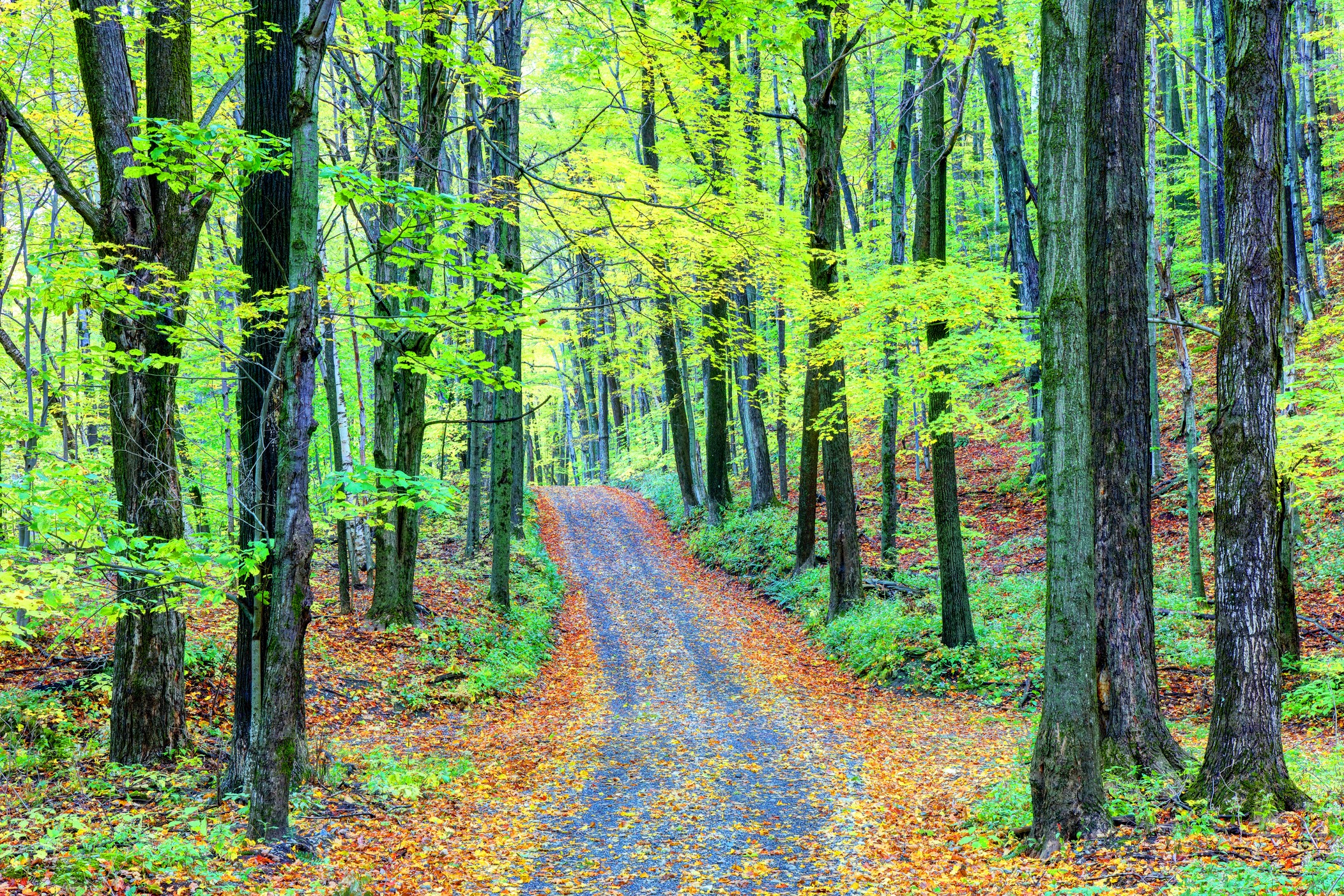 Autumn road on Mount Greylock.