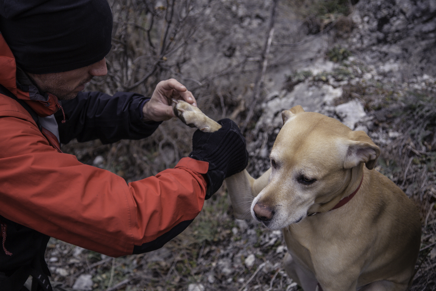 Mutt Mitts  PAW - Pet Adventures Worldwide