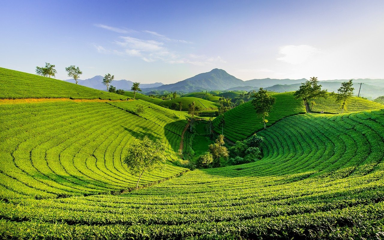 Green tea field.