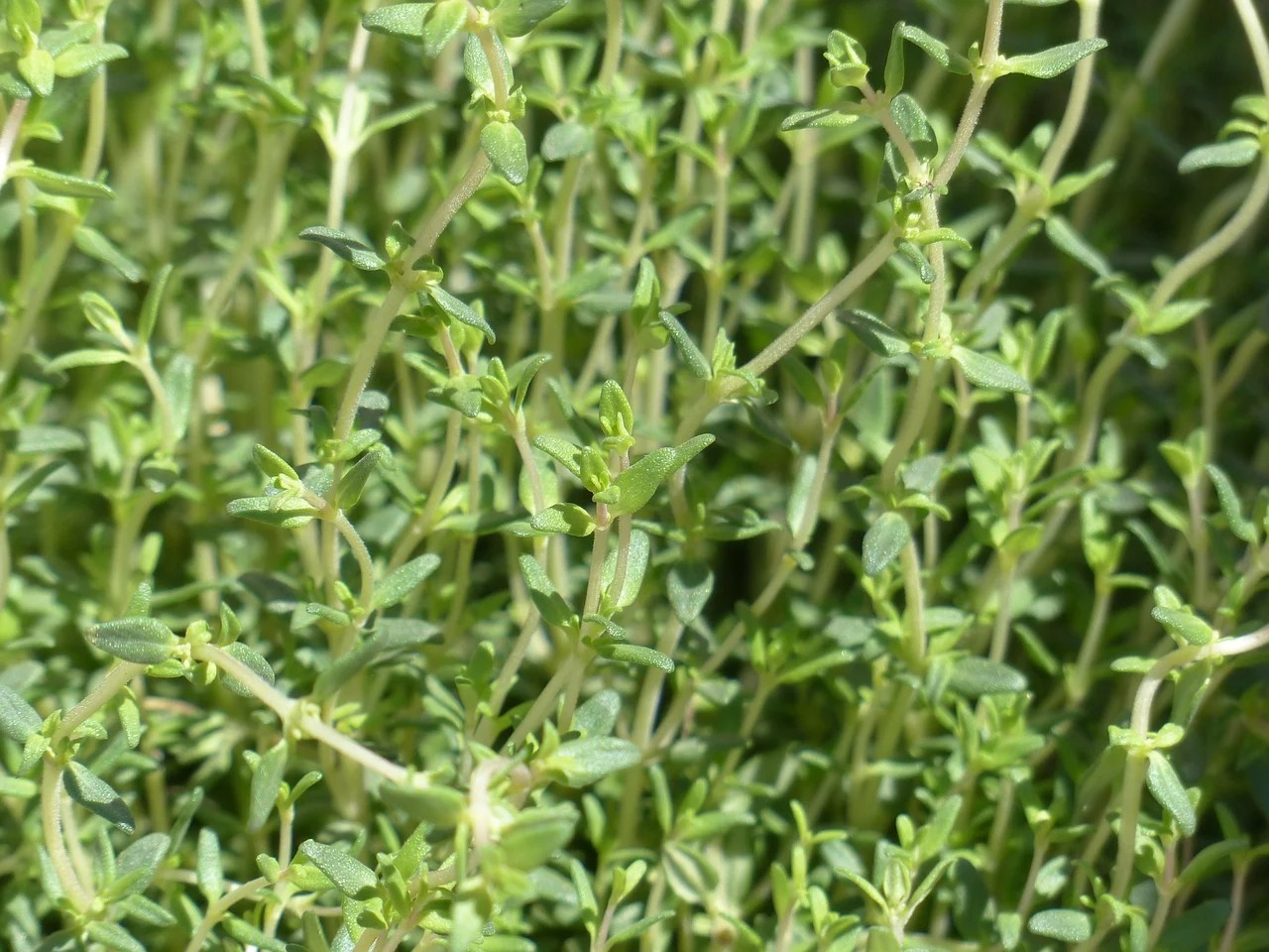 thyme herb fresh.