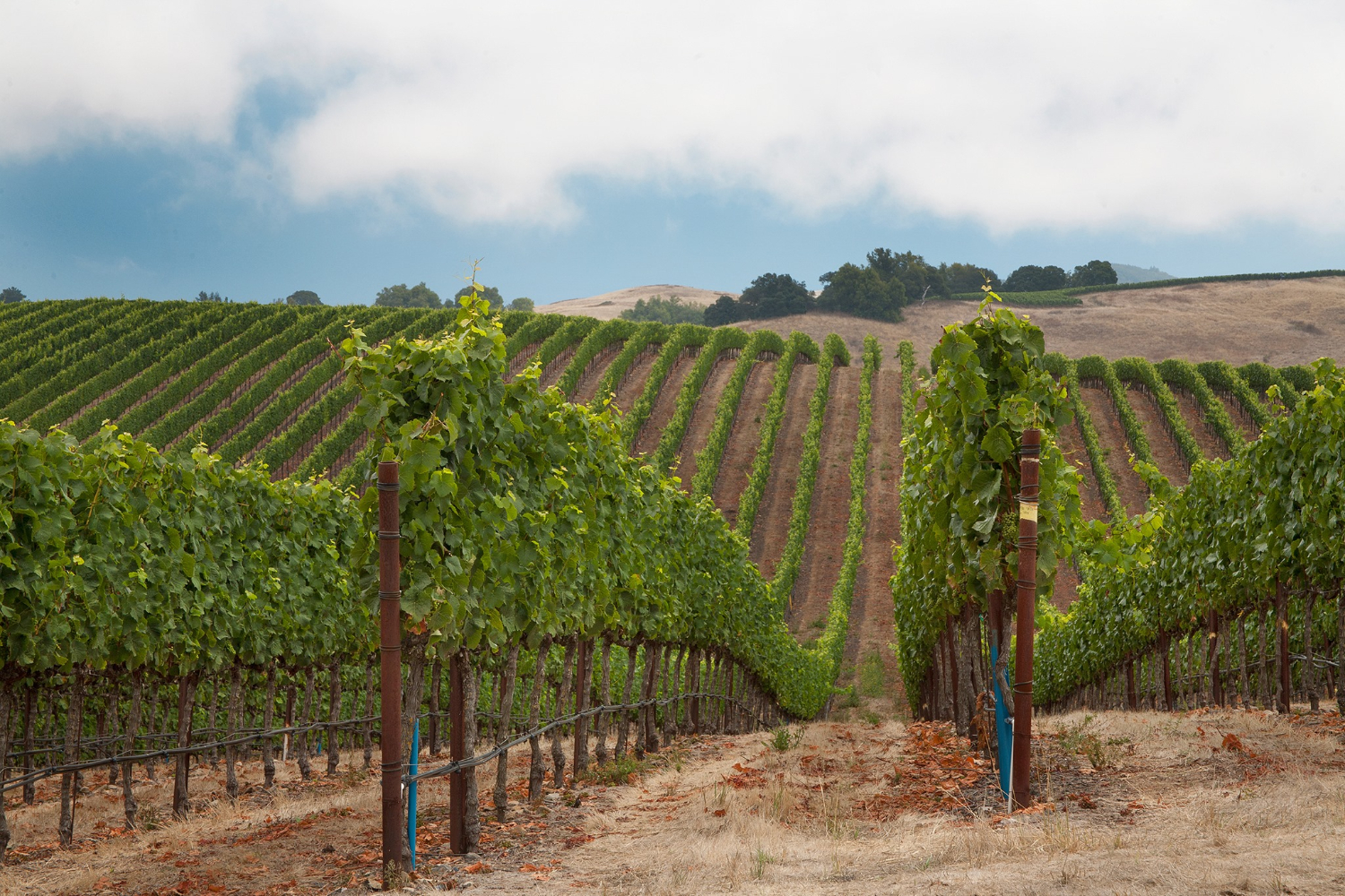 Here's a Sonoma County Wine Guide Introduction - The Manual