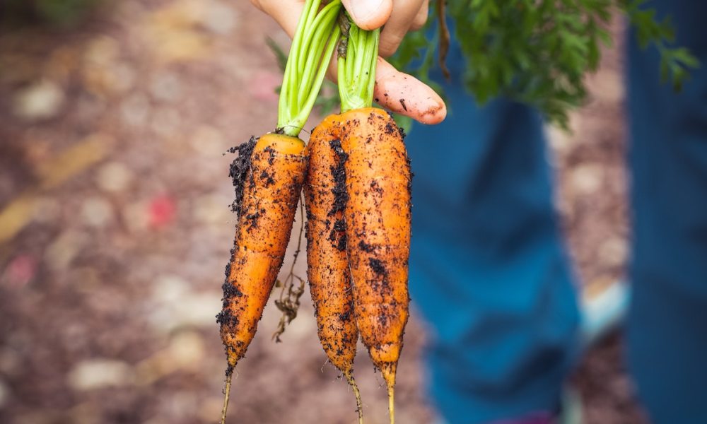 Sustainably grown carrots.