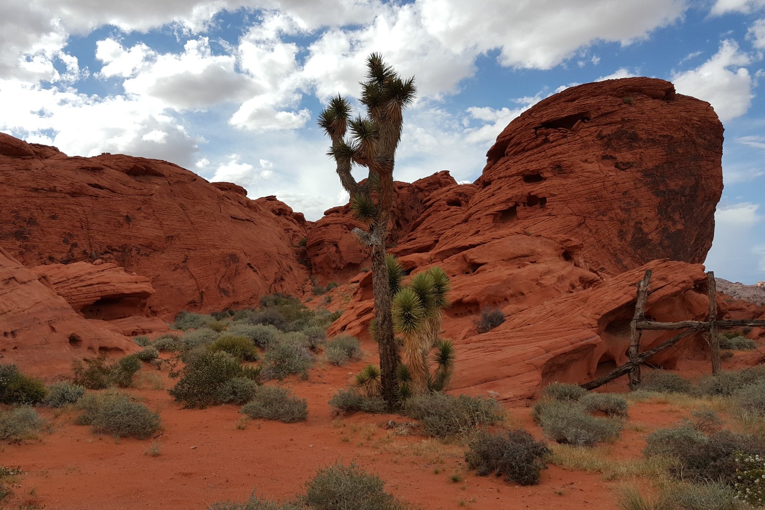 A Joshua tree and a sandstone rock formation at Gold Butte National Monument