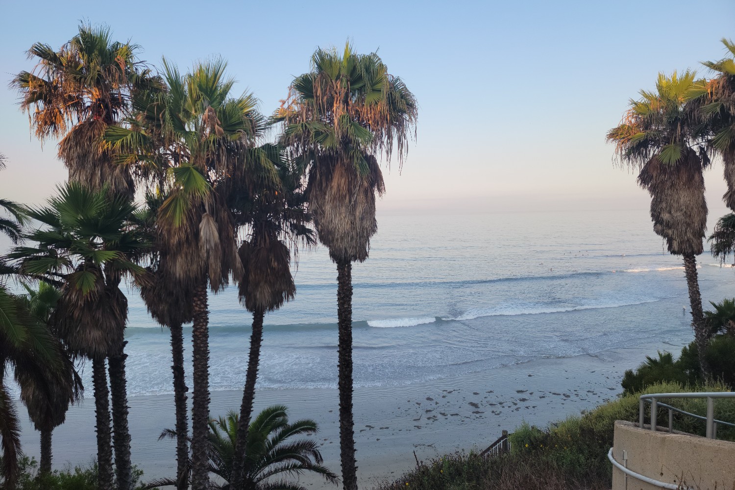 A group of palm trees at Swami's Beach in Encinitas, California.