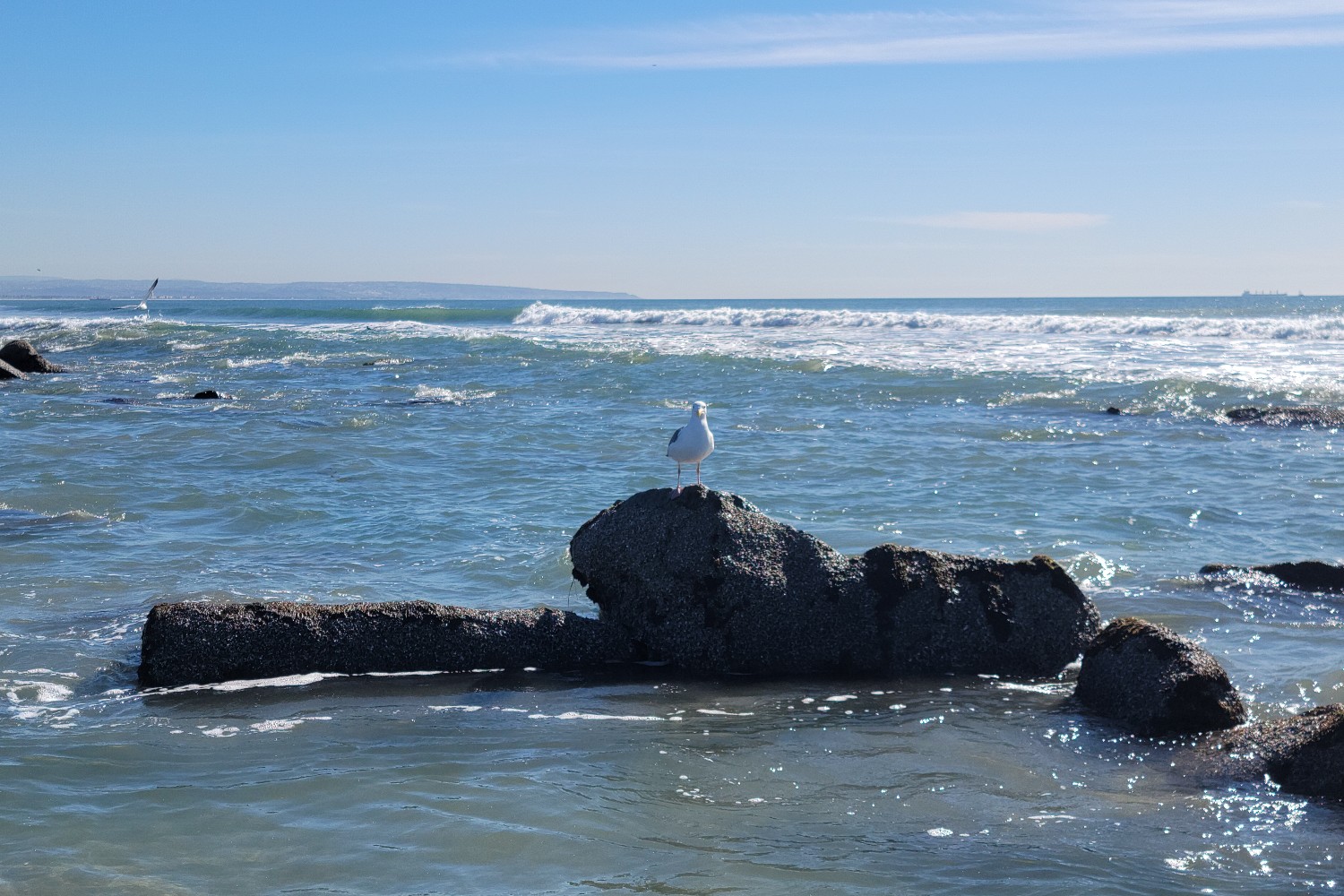 A group of sea gulls land at the tide pools in Coronado, California.