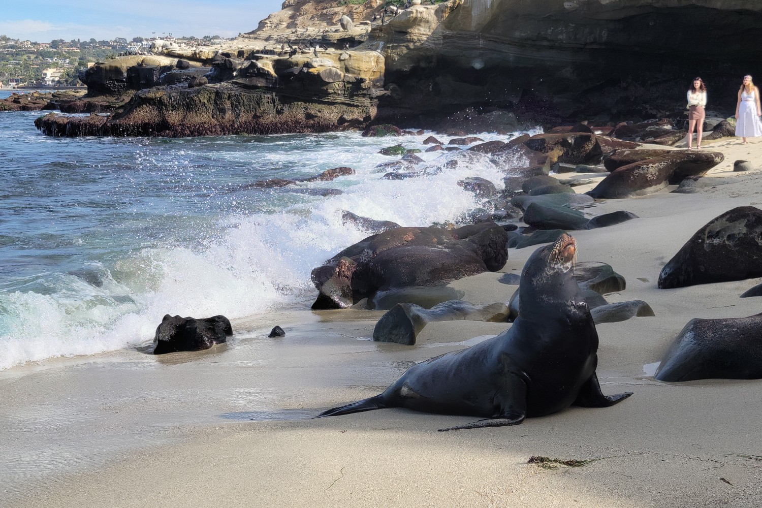 A seal reaches shore at La Jolla Cove in San Diego, California.