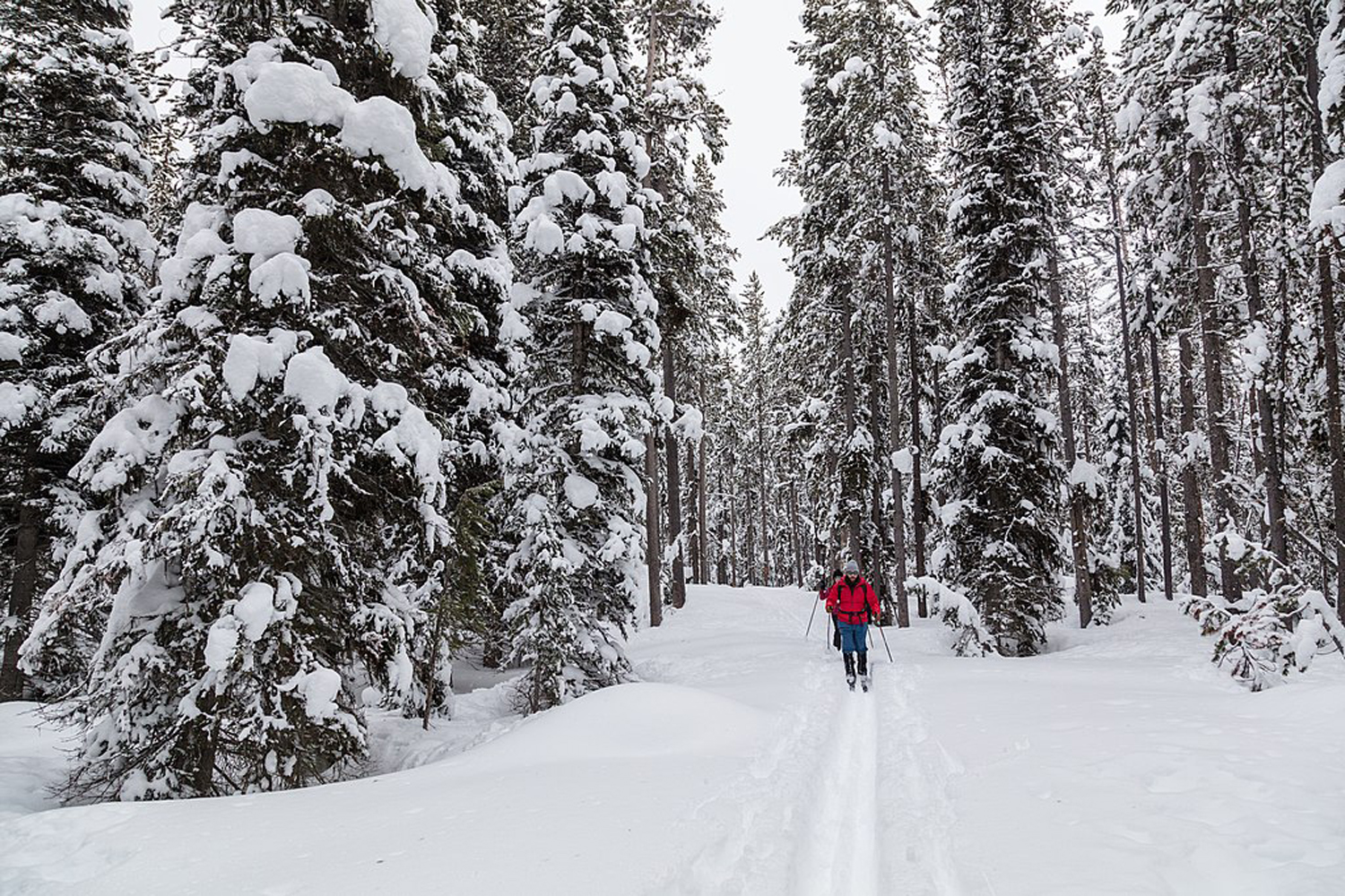 6 Spectacular National Forests for Cross-Country Skiing | The Manual