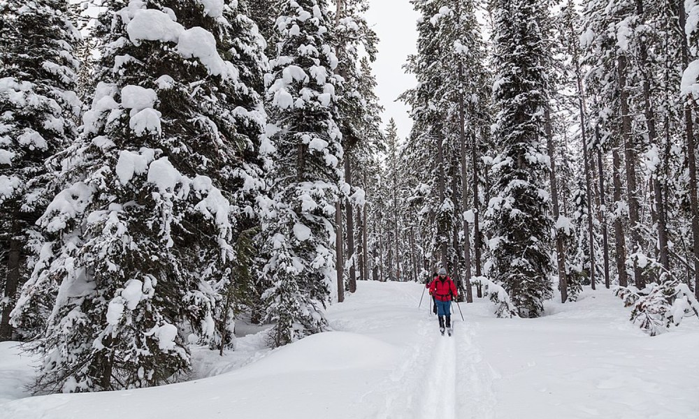 A man cross-country skiing on a groomed forest trail.