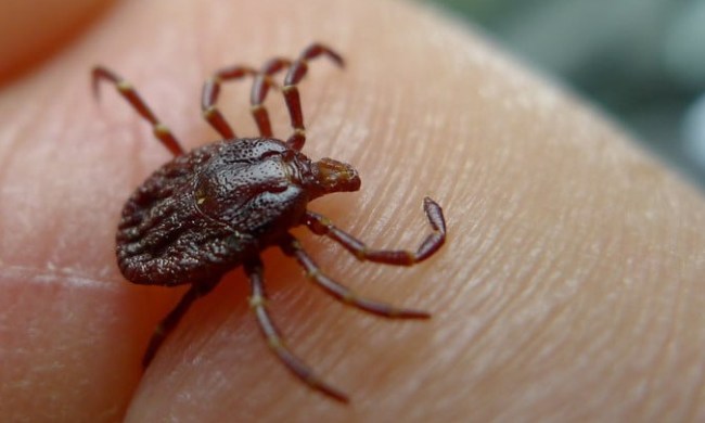 Tick on human finger