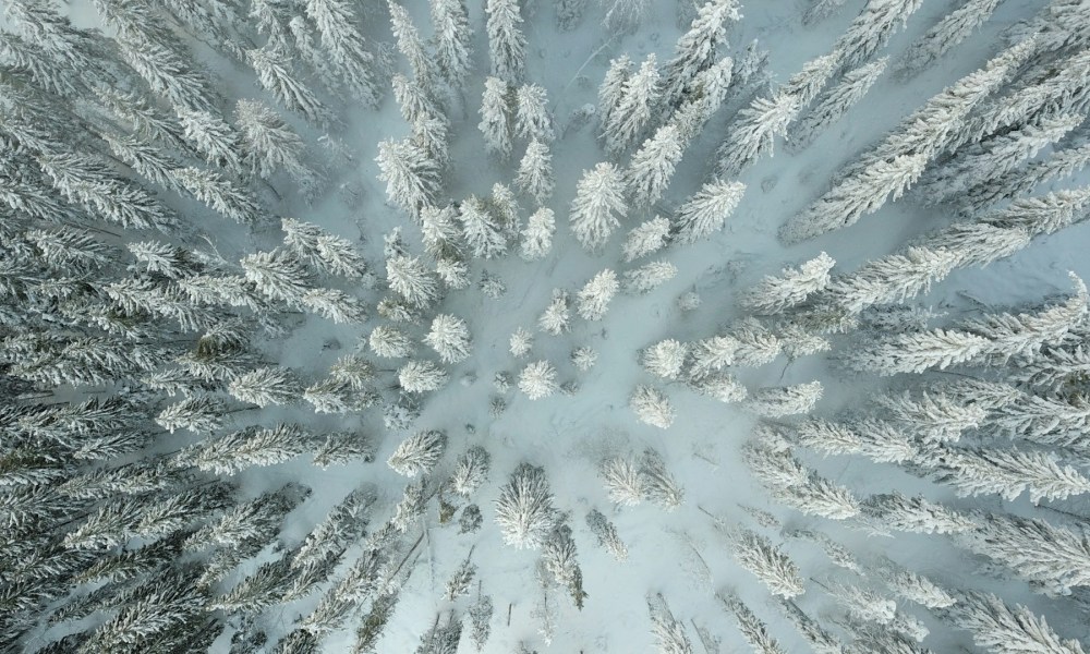 Top view of snowy pine trees