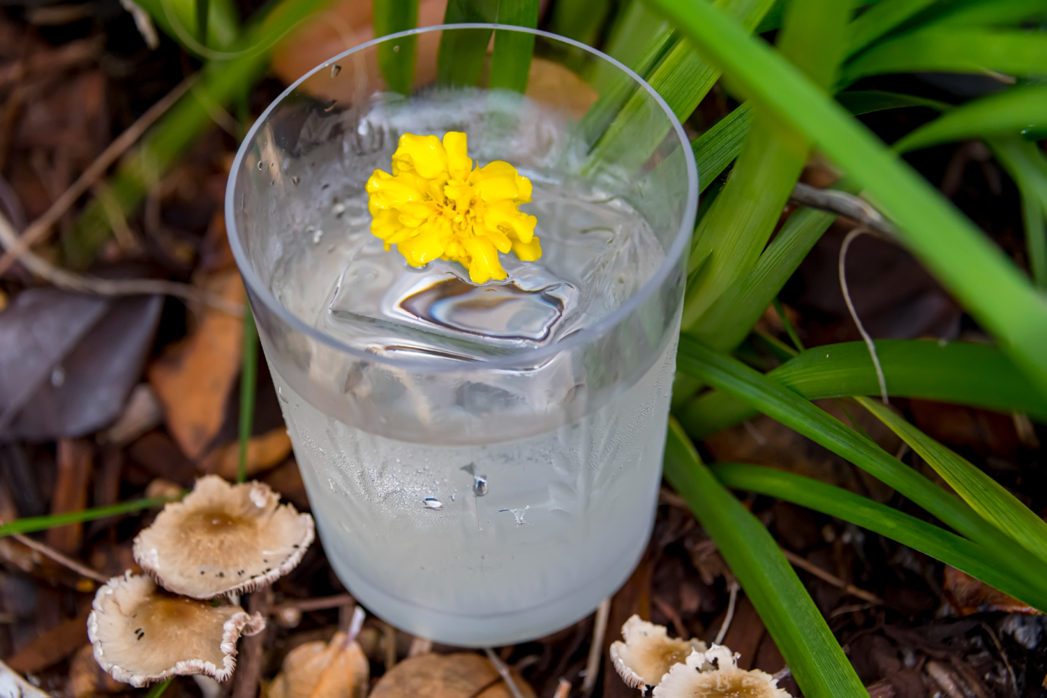 A glass of Neroli cocktail with yellow flower on soil and grass