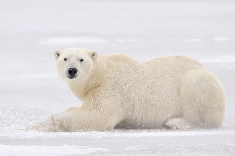 A polar bear lays in the snow, looking toward the camera.